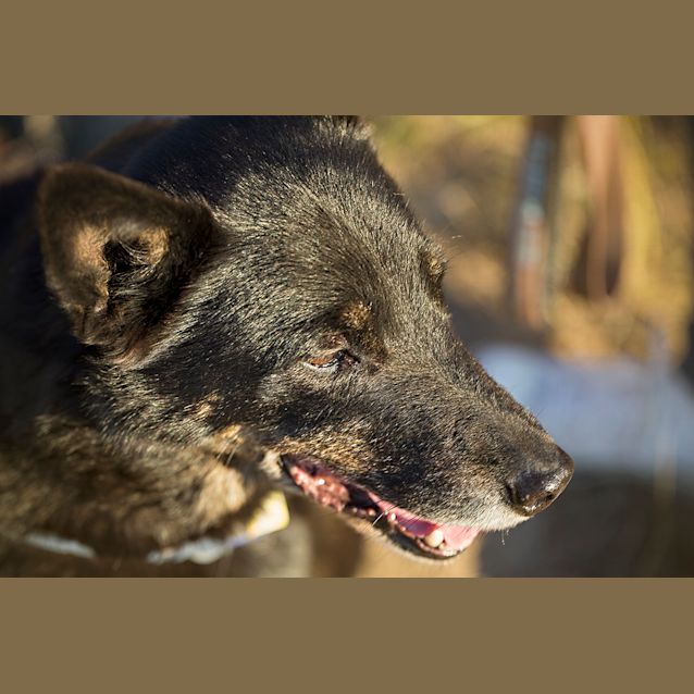 Photo of Ellie (On Trial 1/9/14)