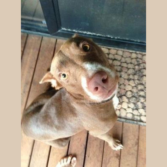 Photo of Lucy (Be D19339)
