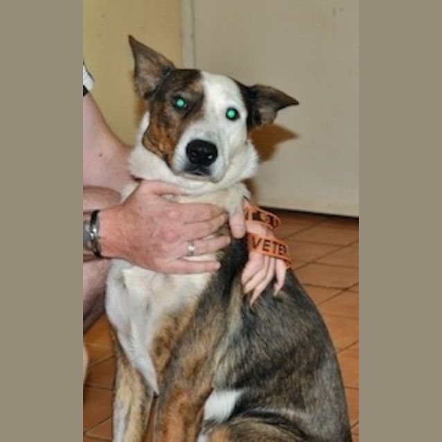 Photo of Lucky (Be D17314)