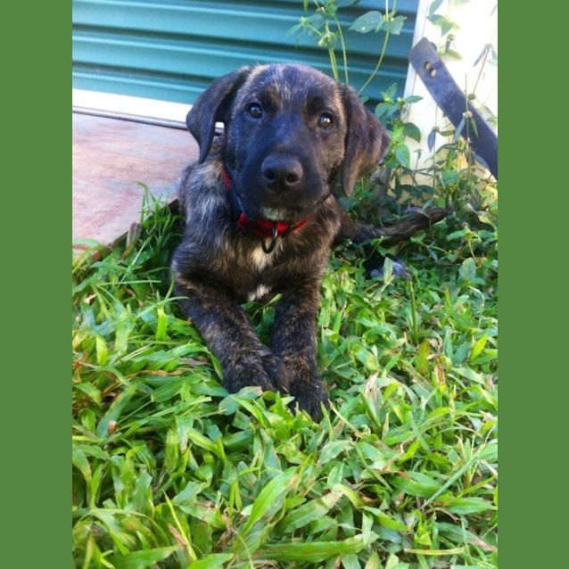 Photo of Rocco