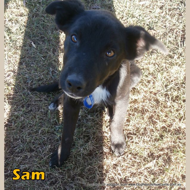 Photo of Young Sam (On Trial 1/8/14)