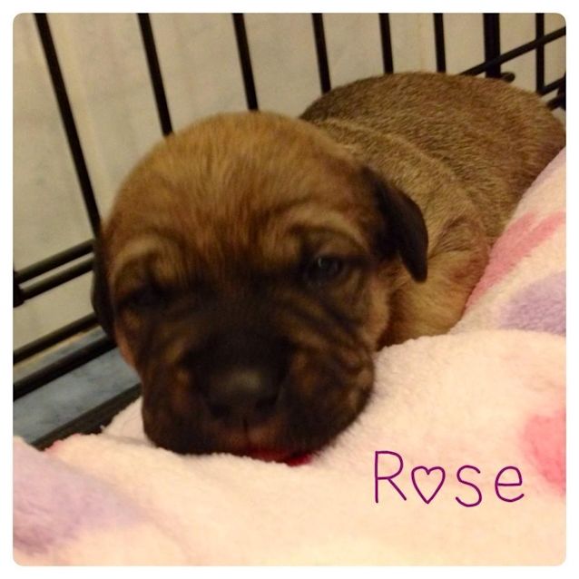 Photo of Rose Dl615