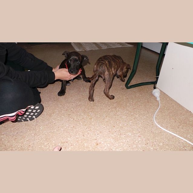 Photo of Axl: 9 Week Old Male Pup