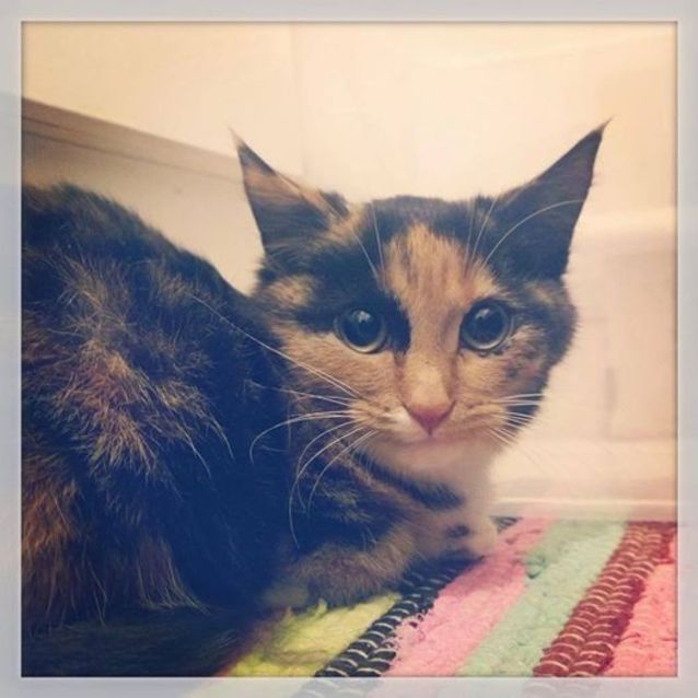 Photo of Callie