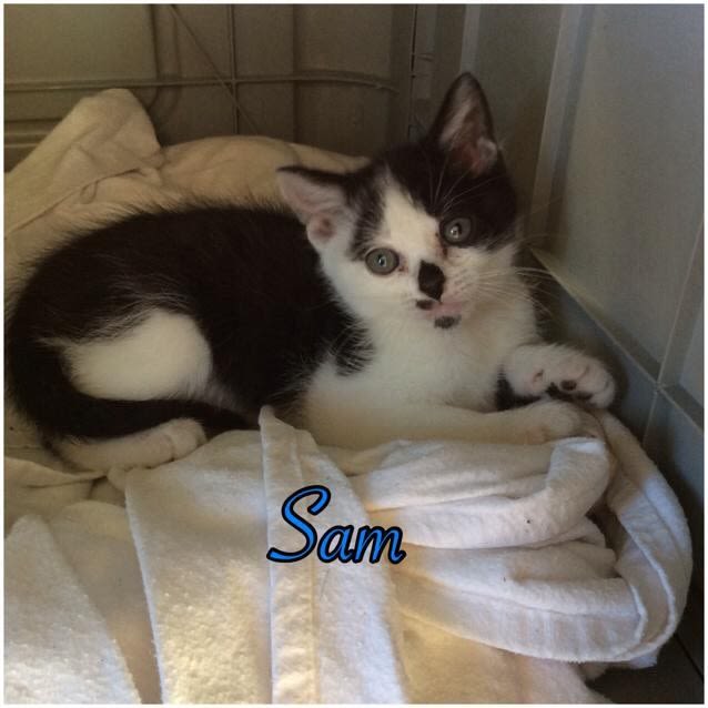 Photo of Sam