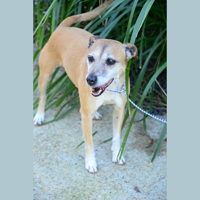 Photo of Honey