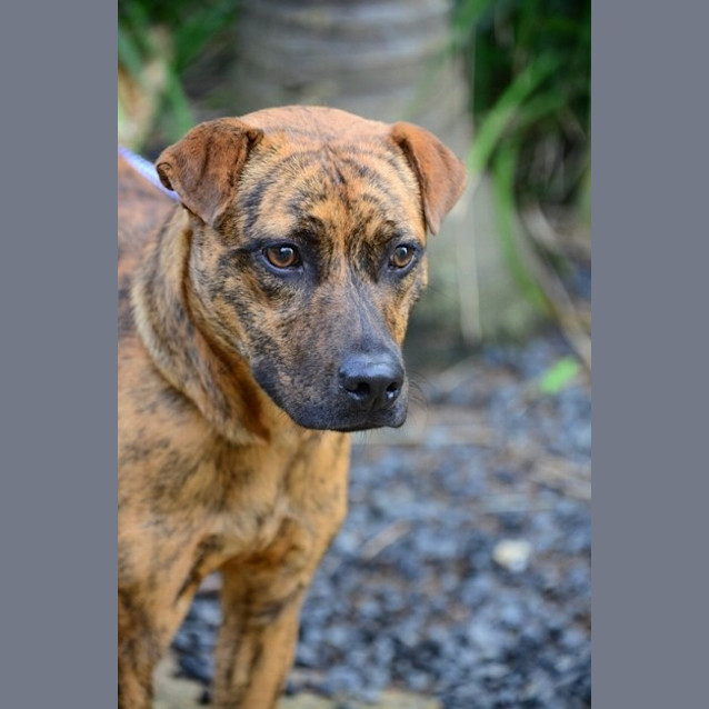 Photo of Diamond