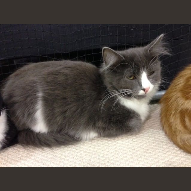 Photo of Blu