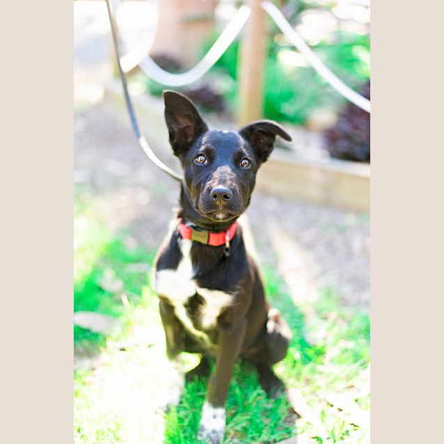 Photo of Penny
