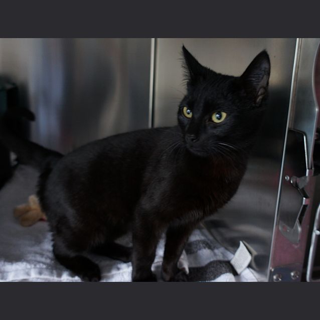 Photo of Bojangles