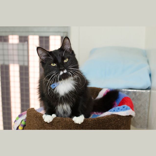 Photo of Gypsy