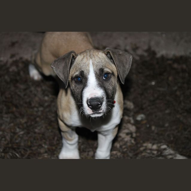 Photo of Finn (D711)