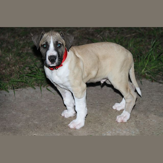 Photo of Finn (D711)