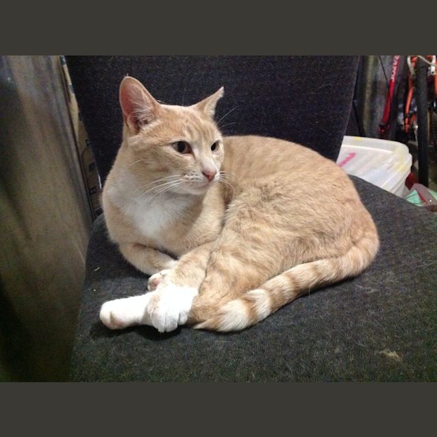 Photo of Archie (The Pet House Erina Fair)