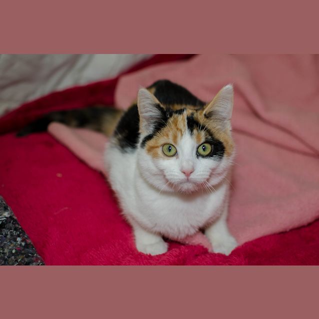 Photo of Daisy