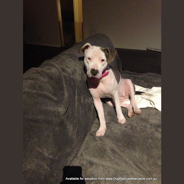 Photo of Alaska Moon (On Trial 5/8/14) ~ Special Needs ~