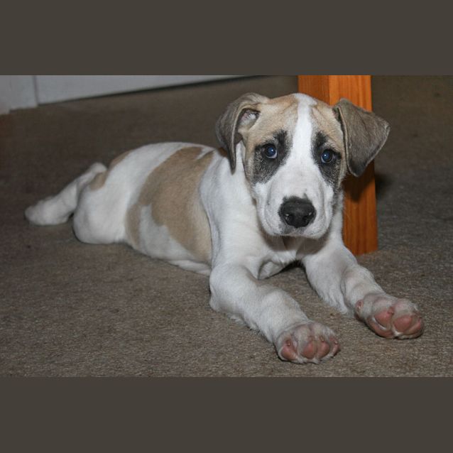 Photo of Harley (D713)