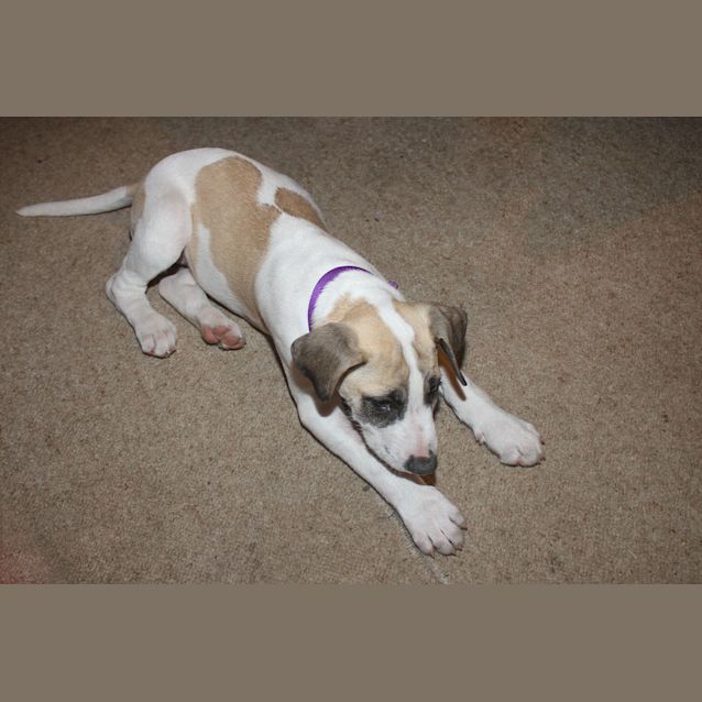 Photo of Harley (D713)