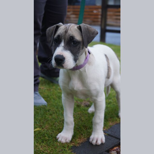 Photo of Pepper (D712)