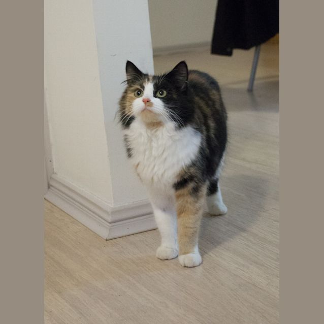 Photo of Petal