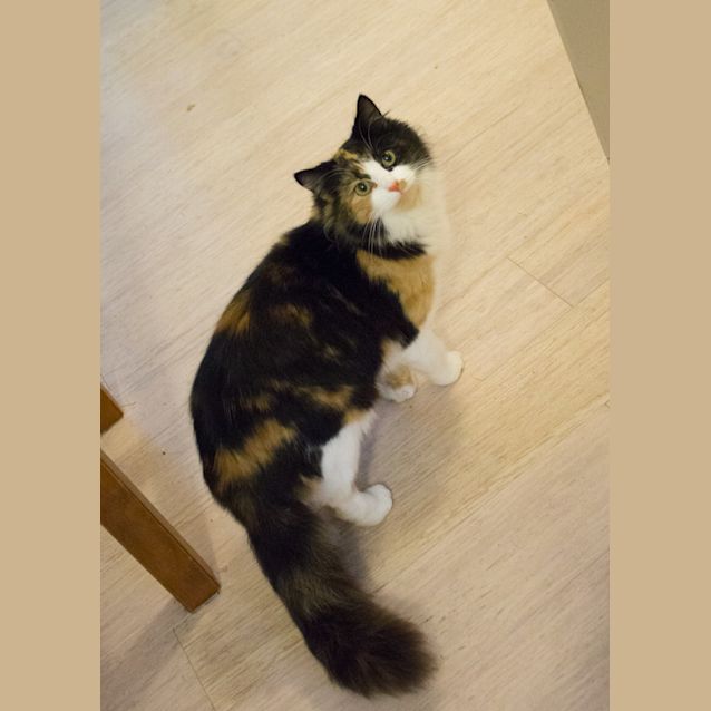 Photo of Petal