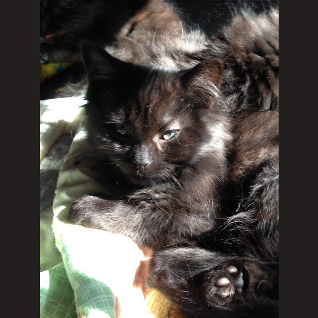 Photo of Romeo