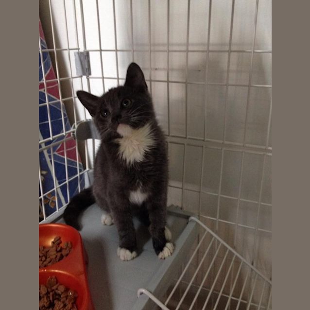 Photo of "Merrick" Purrfect Match