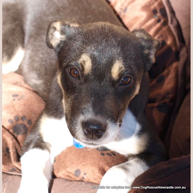 Photo of Puppy Asha (On Trial 28/7/14)