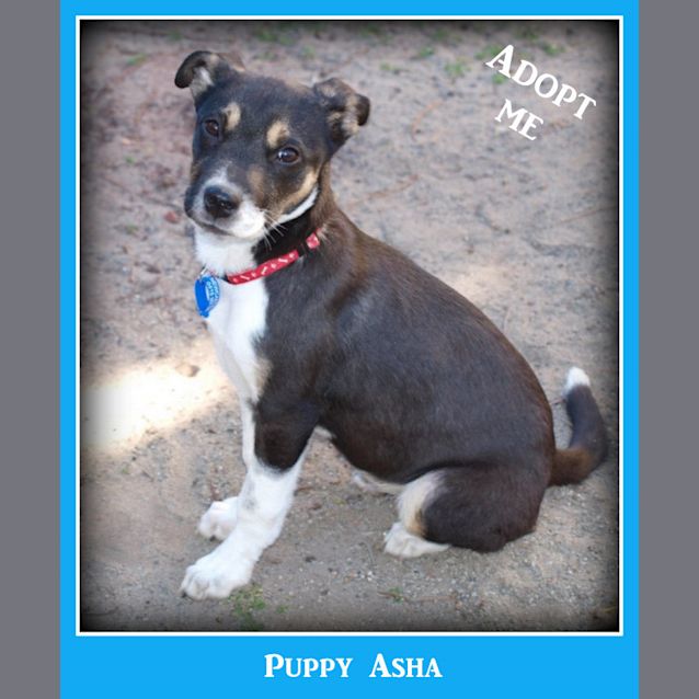 Photo of Puppy Asha (On Trial 28/7/14)