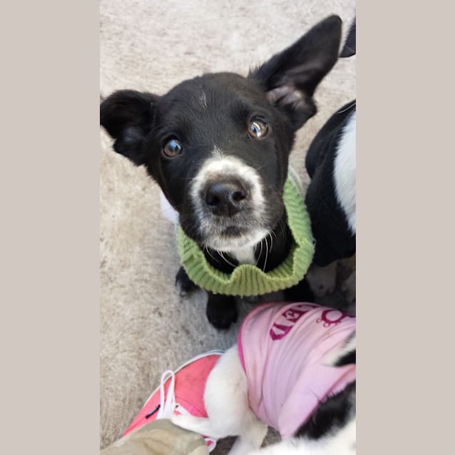 Photo of Maverick
