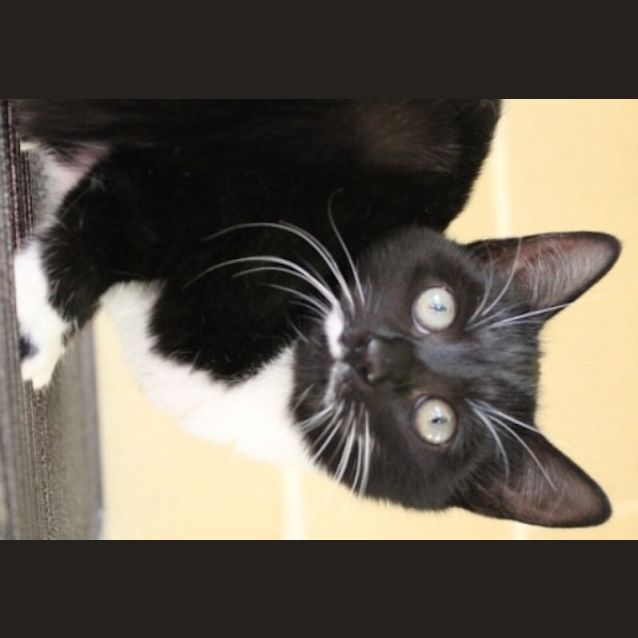 Photo of Penny