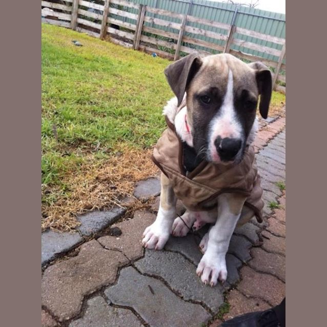 Photo of Finn (D711)