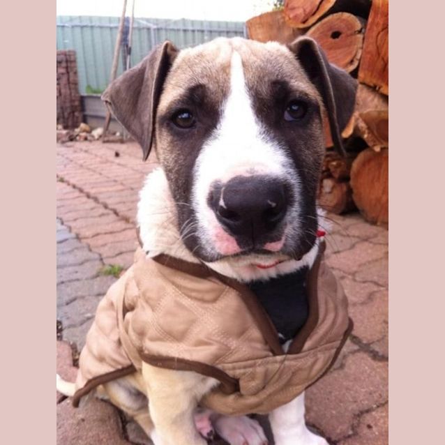 Photo of Finn (D711)