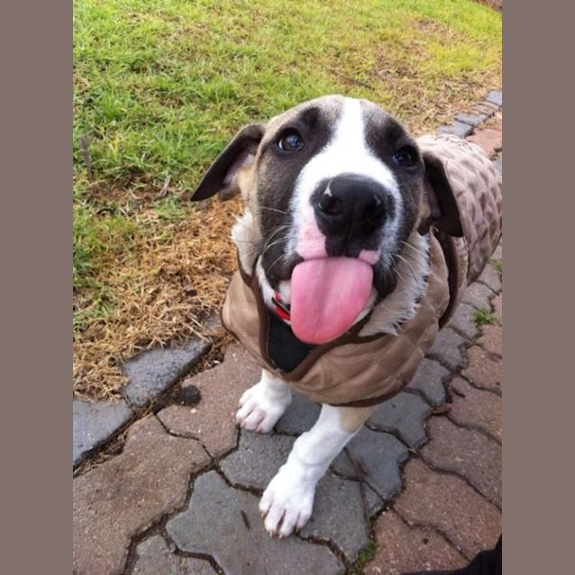 Photo of Finn (D711)