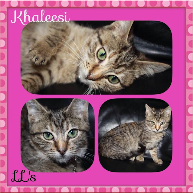 Photo of Khaleesi 