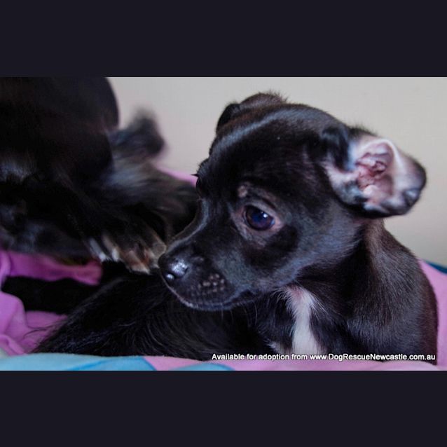 Photo of Puppy Webster (Adopted 24/7/14) By Carer
