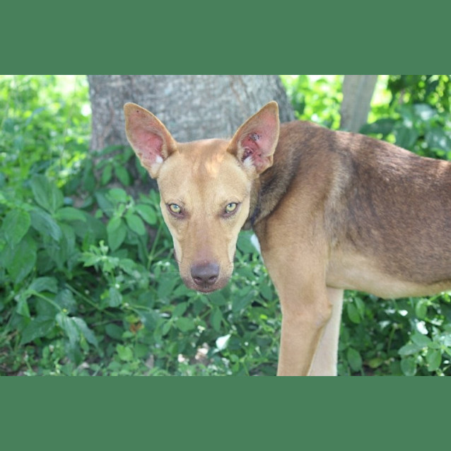 Photo of Louie