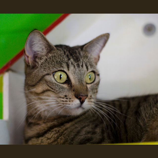 Photo of Misty