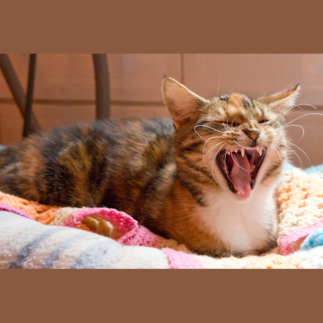 Photo of Sugar