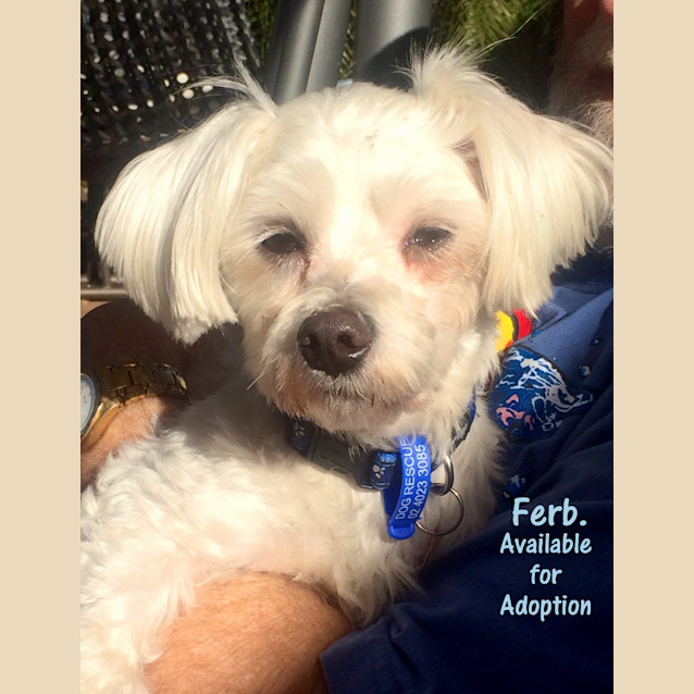 Photo of Ferb (On Trial 25/8/14)