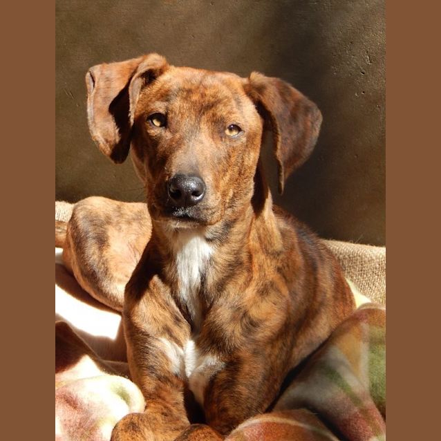 Photo of Daisy