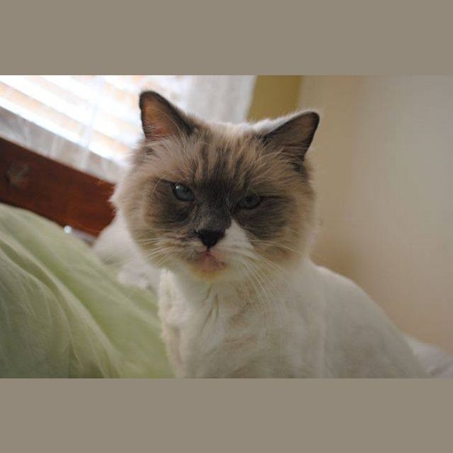 Photo of Oscar