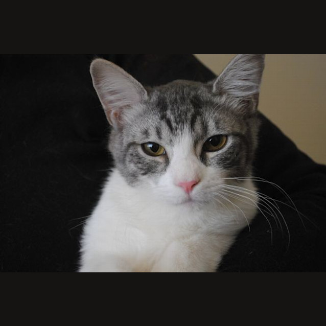 Photo of Watson