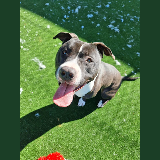 Photo of Ghost (Imp No. 2153)