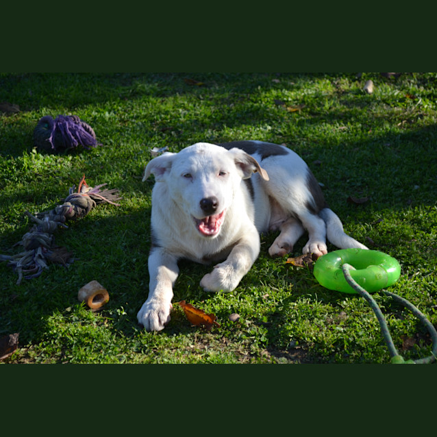 Photo of Tyson