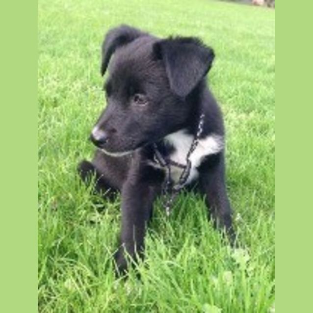 Photo of Penny