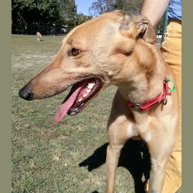 Photo of "Lochie" Has It All Going On!  Brisbane