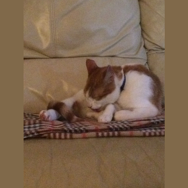Photo of Edan (The Pet House, Westfield Tuggerah)