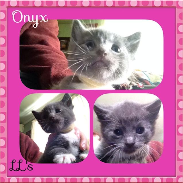 Photo of Onyx