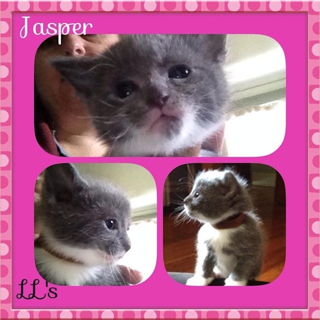 Photo of Jasper 